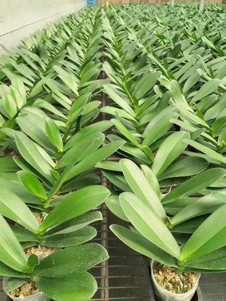 蘭花事業 事業版圖 興農股份有限公司 蘭花事業 事業版圖 興農股份有限公司