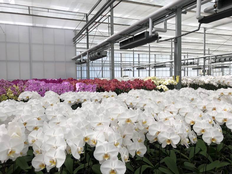 兰花事业 事业版图 兴农股份有限公司