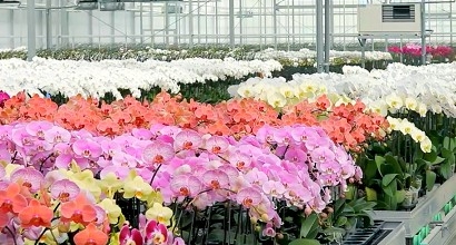 Orchids Business