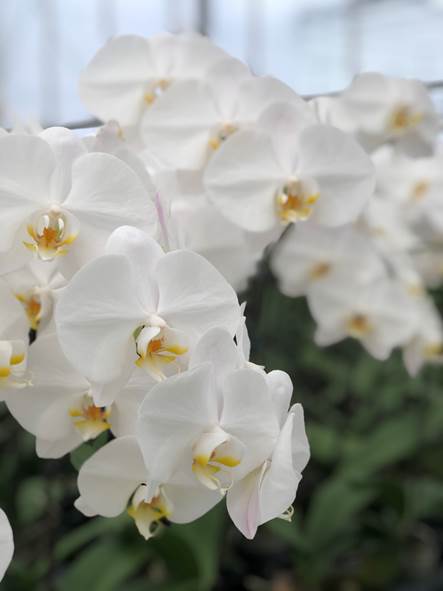 蘭花2 蘭花2
